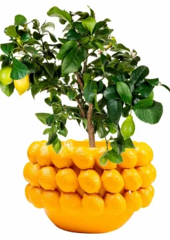 Blumentopf Lemon Juice 54727
