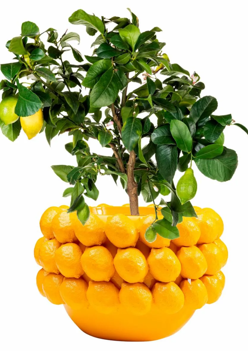 Blumentopf Lemon Juice 54727