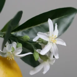 Deko-Objekt Zitronen-Arrangement 60 cm