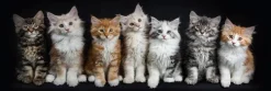 Glasbild 33 x 98 cm Cats
