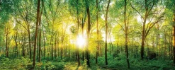 Glasbild 125 x 50 cm Sunlight Forest I