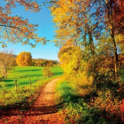 Glasbild 50 x 50 cm Sunny Autumn V