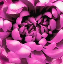 Kissen Dahlia 45 x 45 cm