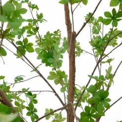 Kunstpflanze Enkianthus