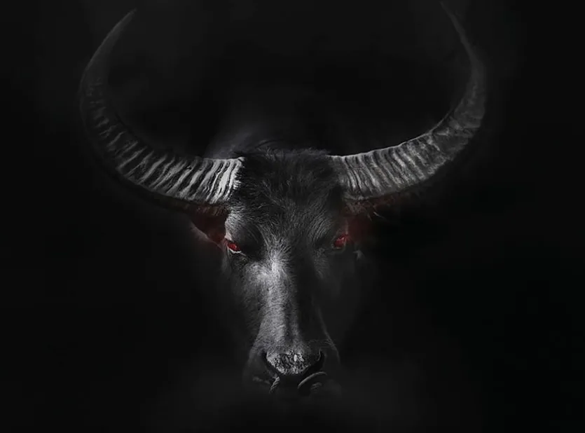 Wandbild 100 x 135 cm Black Taurus