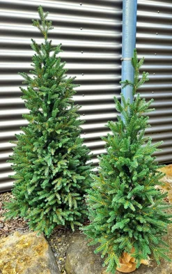 Weihnachtsbaum Zwergfichte 90 cm